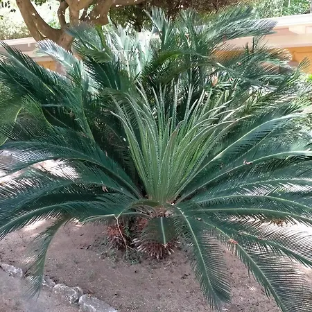 Villaggio Athragon Capo Vaticano Exterior photo